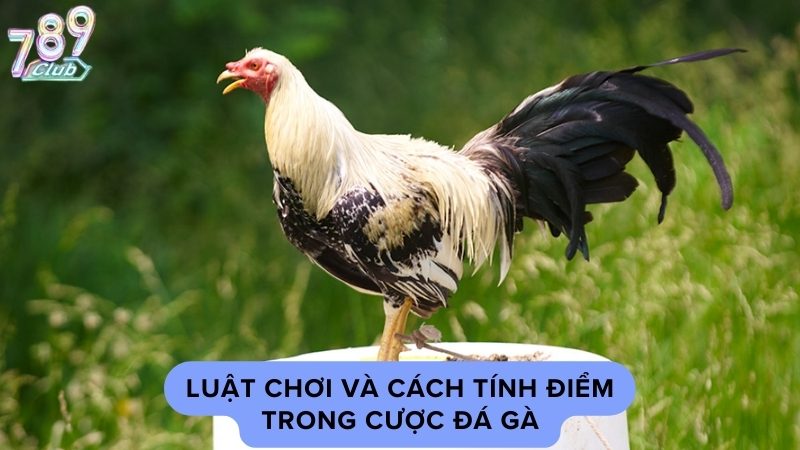 Luật chơi và cách tính điểm trong sảnh cược đá gà 789Club