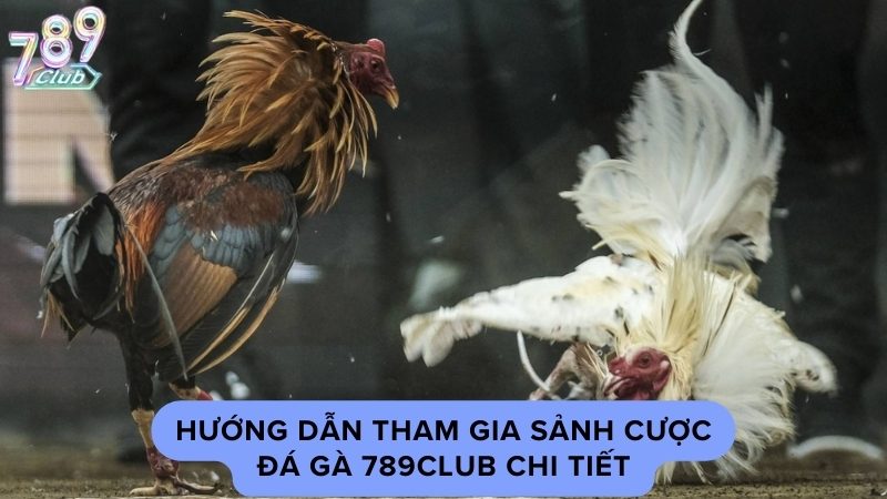 Hướng dẫn tham gia sảnh cược đá gà 789Club chi tiết