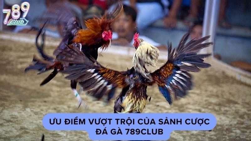 Những ưu điểm vượt trội của sảnh cược đá gà 789Club