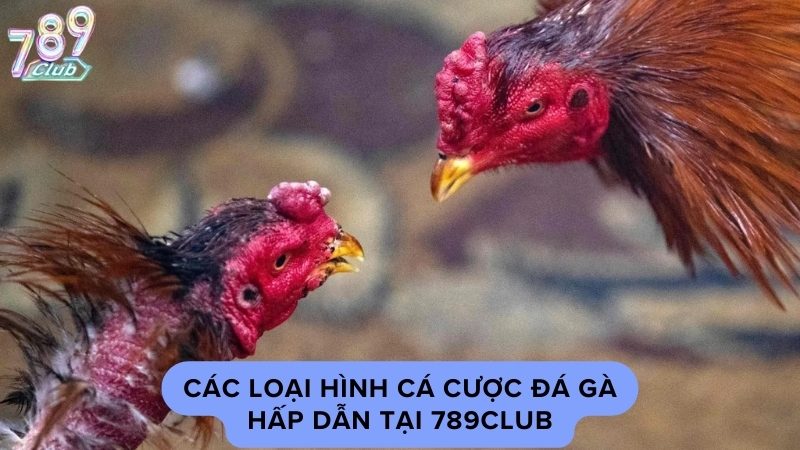 Các loại hình cá cược đá gà hấp dẫn tại 789Club