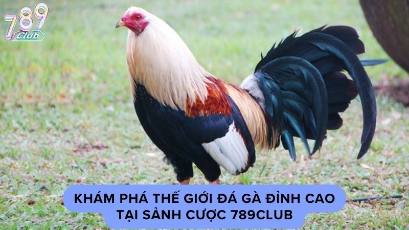 Khám phá thế giới đá gà đỉnh cao tại nhà cái 789Club